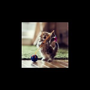 Meet your Posher, Julia